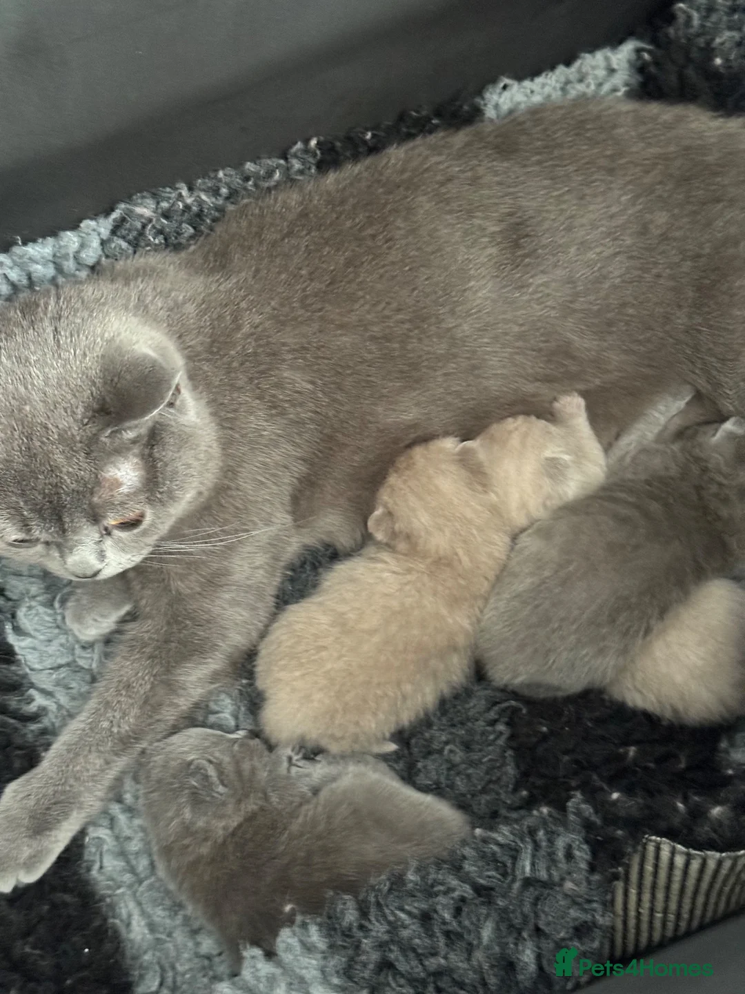 British Shorthair cats for sale: British shorthair pedigree kittens - Advert 1