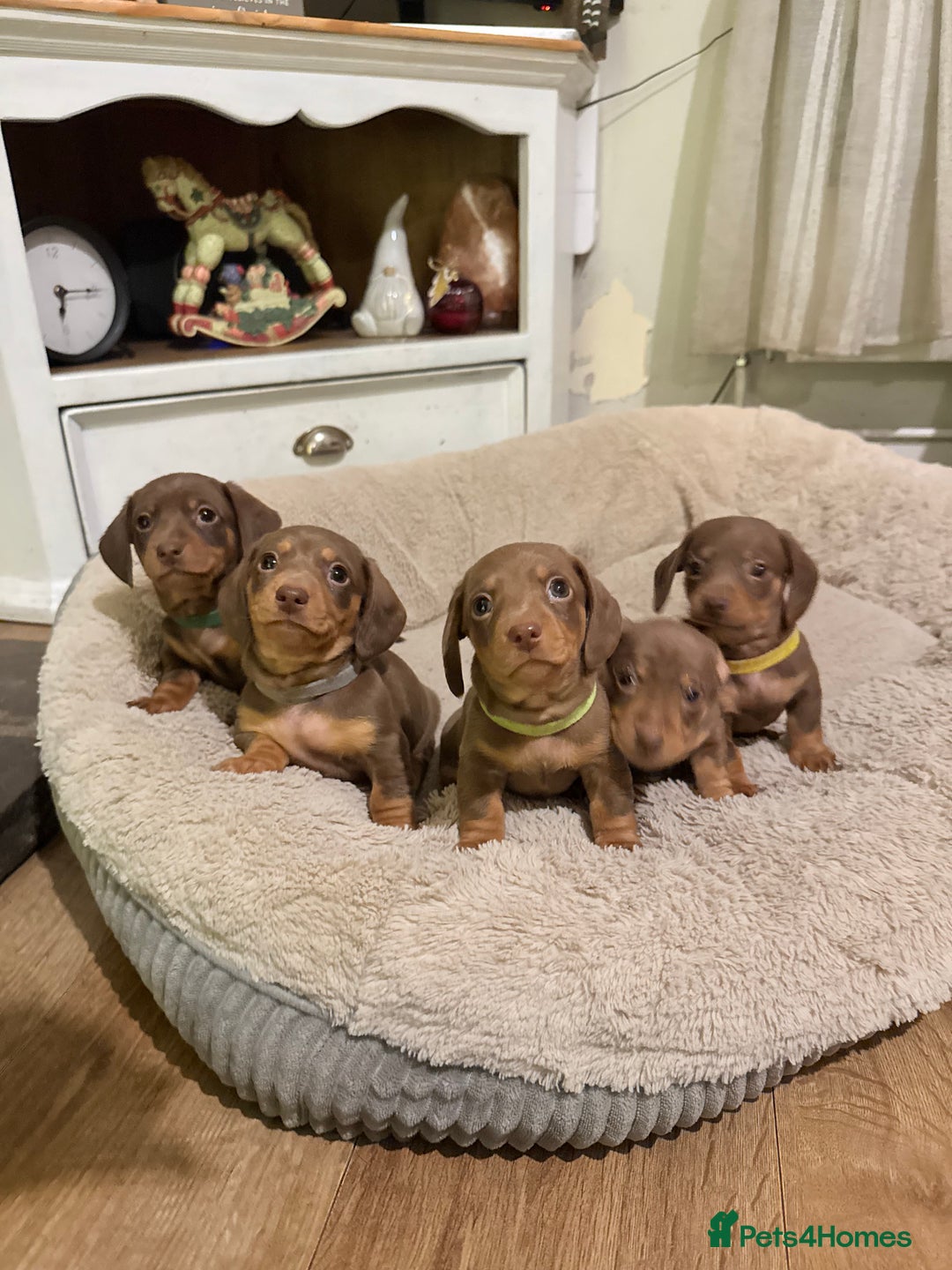 Miniature Dachshund dogs for sale: 3 girls Left Miniature Dachshund chocolate & tan - Advert 15