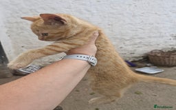 British Shorthair cats for sale: Kittens looking for their forever home  - Image 5