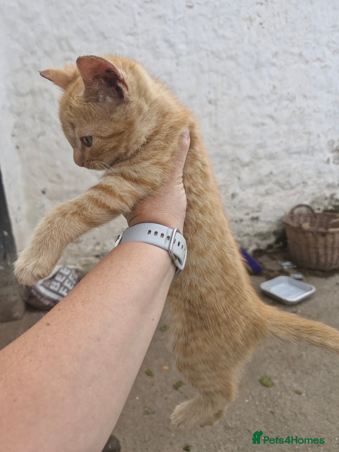British Shorthair cats for sale: Kittens looking for their forever home  - Image 5