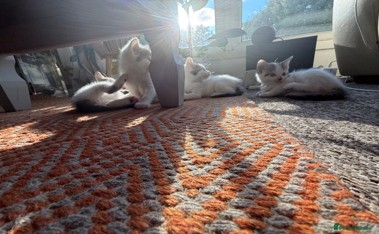 Domestic Shorthair cats - Advert 1