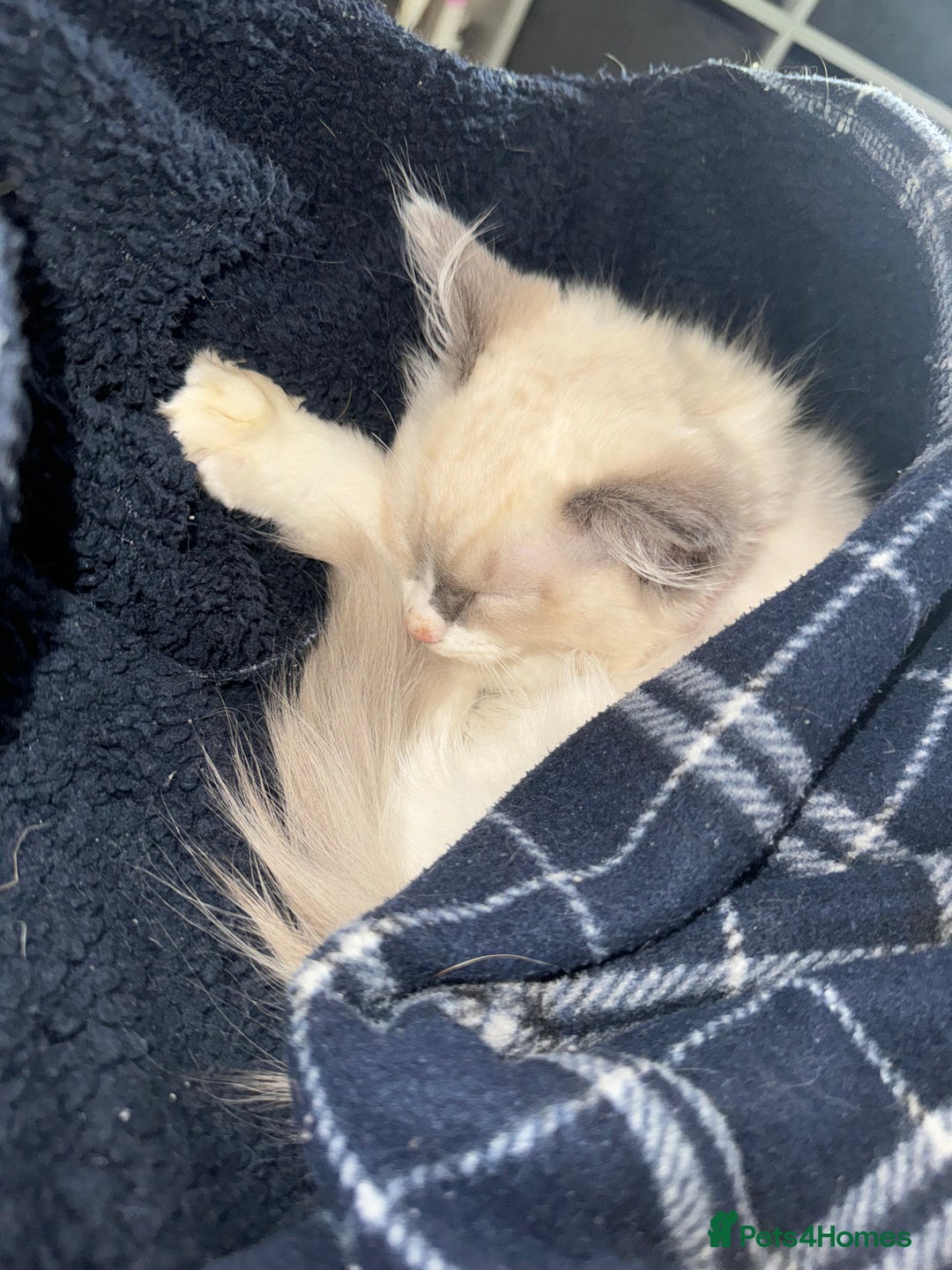 Ragdoll cats for sale: Ragdoll female - Image 4