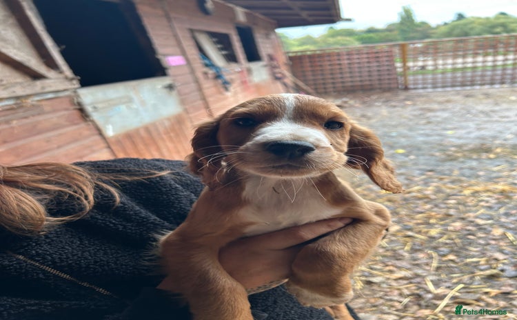 Cocker Spaniel dogs - Advert 5