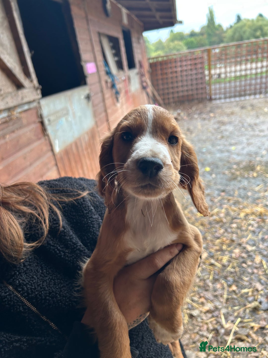 Cocker Spaniel dogs for sale: Beautiful cocker spaniel puppies❤️ - Image 1