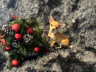 Chihuahua dogs Chihuahuas puppies - Advert 2