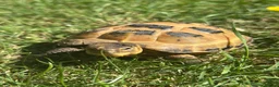 Hermann Tortoise reptiles for sale: 2 horsefield tortoises - Advert 1