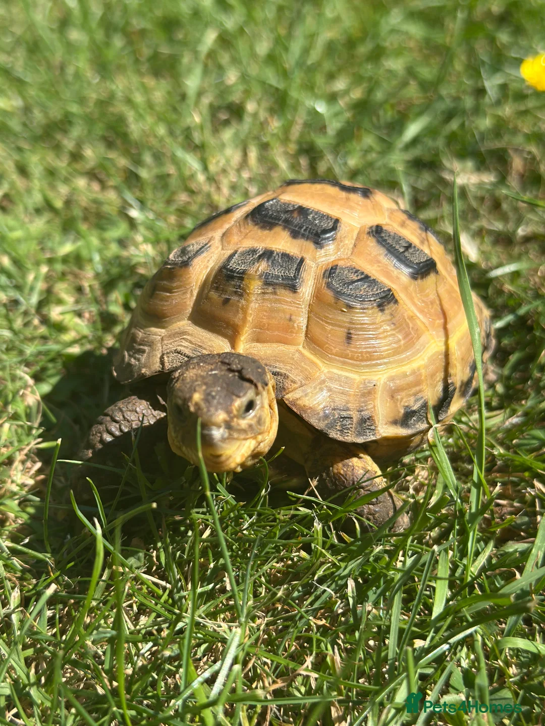 Hermann Tortoise reptiles for sale: 2 horsefield tortoises - Advert 1