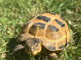 Hermann Tortoise reptiles 2 horsefield tortoises - Advert 8