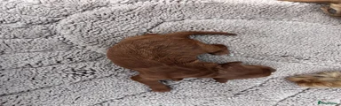 Cockapoo 1