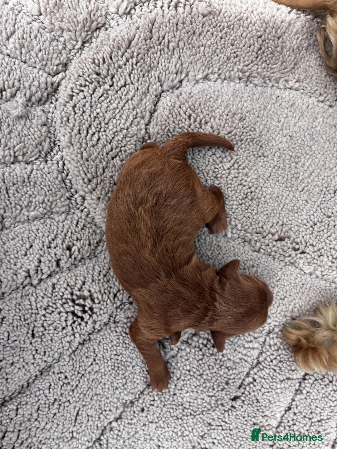 Cockapoo dogs for sale: One week and a half f1 cockapoos  - Advert 25