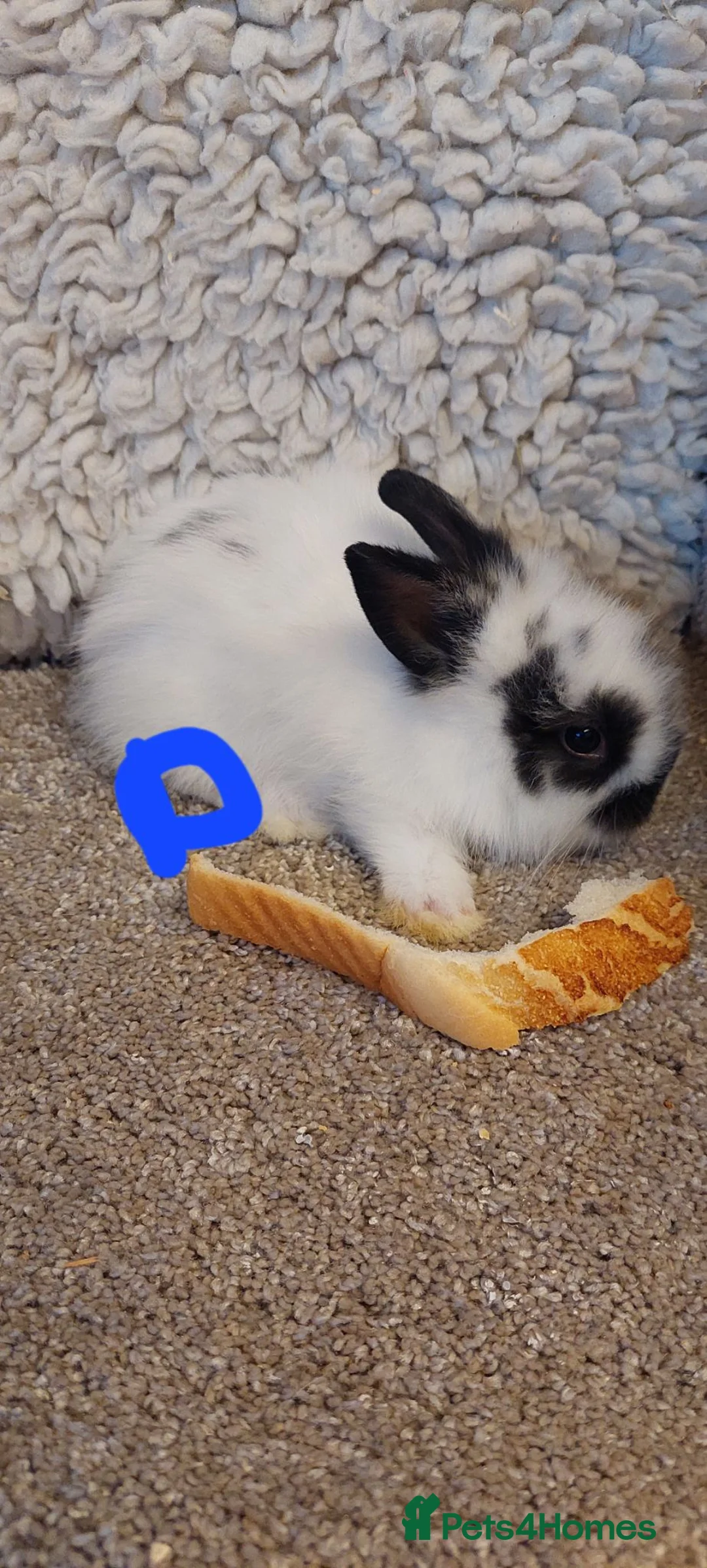 Lionhead rabbits for sale: Loinhead babys ready to reserve  - Advert 11