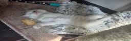 Ragdoll cats for sale:  chunky ragdolls for sale now reduced £550 - Advert 4