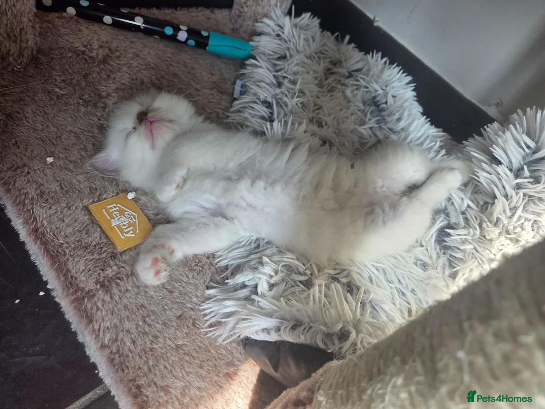 Ragdoll cats for sale:  chunky ragdolls for sale now reduced £550 - Advert 2