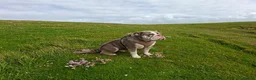English Bulldog dogs for sale: Our Beautiful Girl V 💜 1 years  in Market Harborough - Advert 7