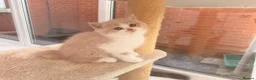 British Shorthair cats for sale: Stunning GCCF British Shorthair Cream Bicolour Boy - Advert 24