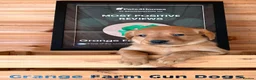 Labrador Retriever dogs for sale: 1 BEAUTIFUL FOX RED KC GIRL, HEALTH TESTED PARENTS - Advert 1