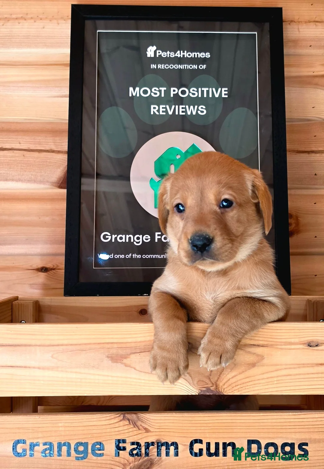 Labrador Retriever dogs for sale: 1 BEAUTIFUL FOX RED KC GIRL, HEALTH TESTED PARENTS - Advert 1