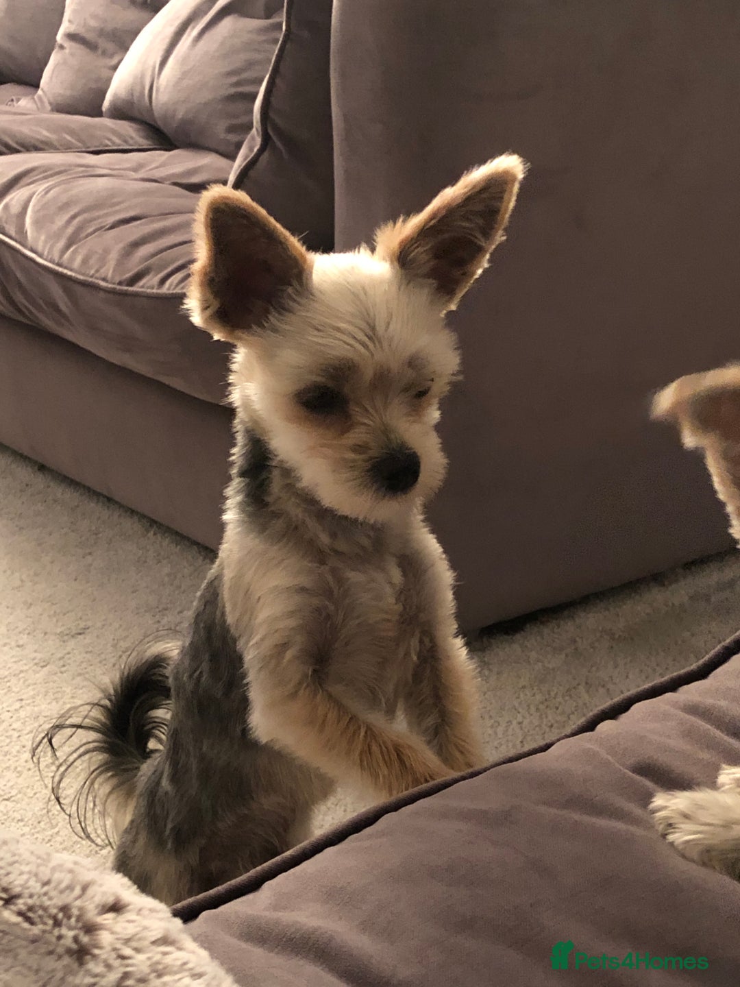 Morkie dogs for sale: Morkie Boy  - Advert 2