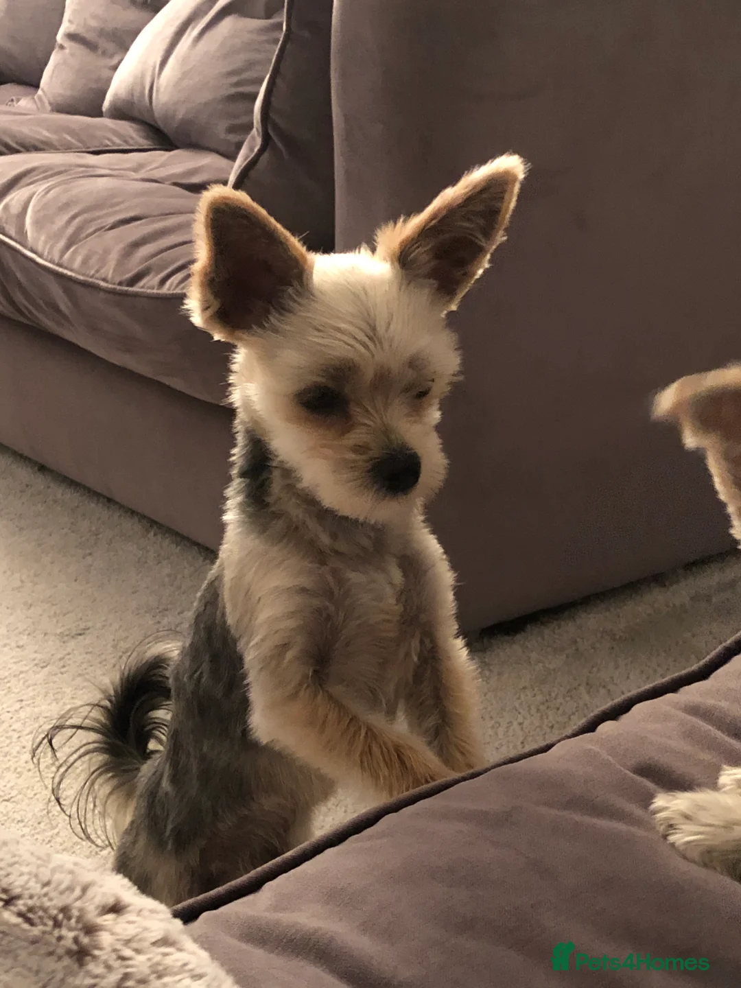 Morkie dogs for sale: Morkie Boy  - Advert 2