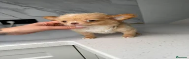 Chihuahua 1