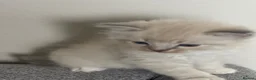 Ragdoll cats for sale: Lovely blue eyed lynx ragdolls kittens  - Advert 9