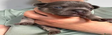 French Bulldog 10