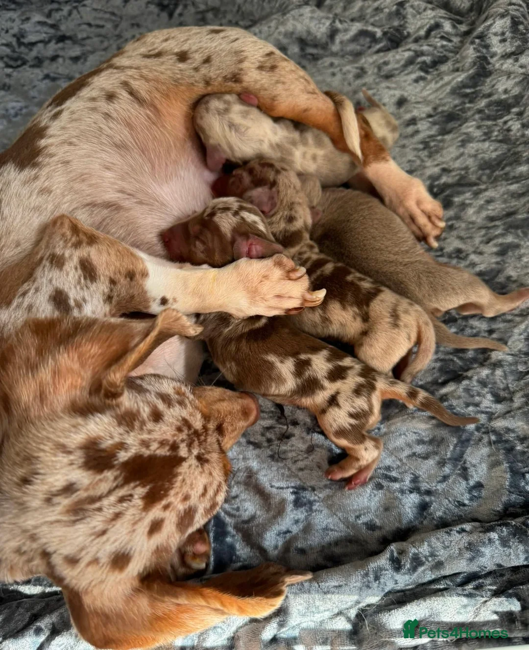 Miniature Dachshund dogs for stud: KC reg Isabella & Tan Stud! Free ovulation test in Stockton-on-Tees - Advert 19