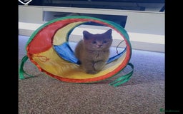 Scottish Fold cats for sale: Last beautiful kitten reduced  - Image 3