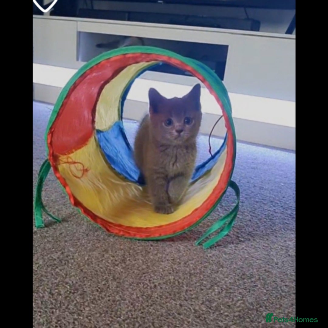 Scottish Fold cats for sale: Last beautiful kitten reduced  - Image 3