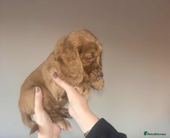 Cocker Spaniel dogs K.C. Registered cocker spaniel puppies - Advert 6