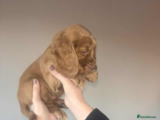 Cocker Spaniel dogs K.C. Registered W C cocker spaniel puppies - Advert 6