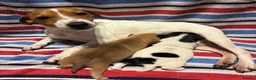 Jack Russell dogs for sale: 2 beautiful female Jack Russell puppies - Advert 1
