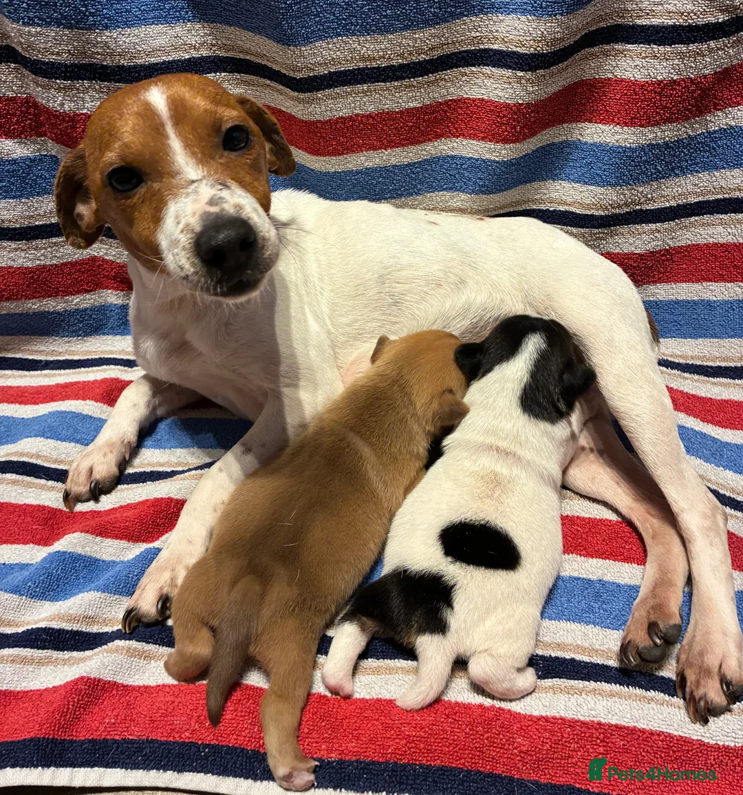 Jack Russell dogs for sale: 2 beautiful female Jack Russell puppies - Advert 1