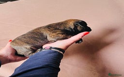 Jack Russell dogs for sale: Blue & Black Brindle Jack Russells - Image 4