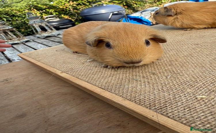 Guinea Pig rodents - Advert 10