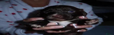 Puppy 2