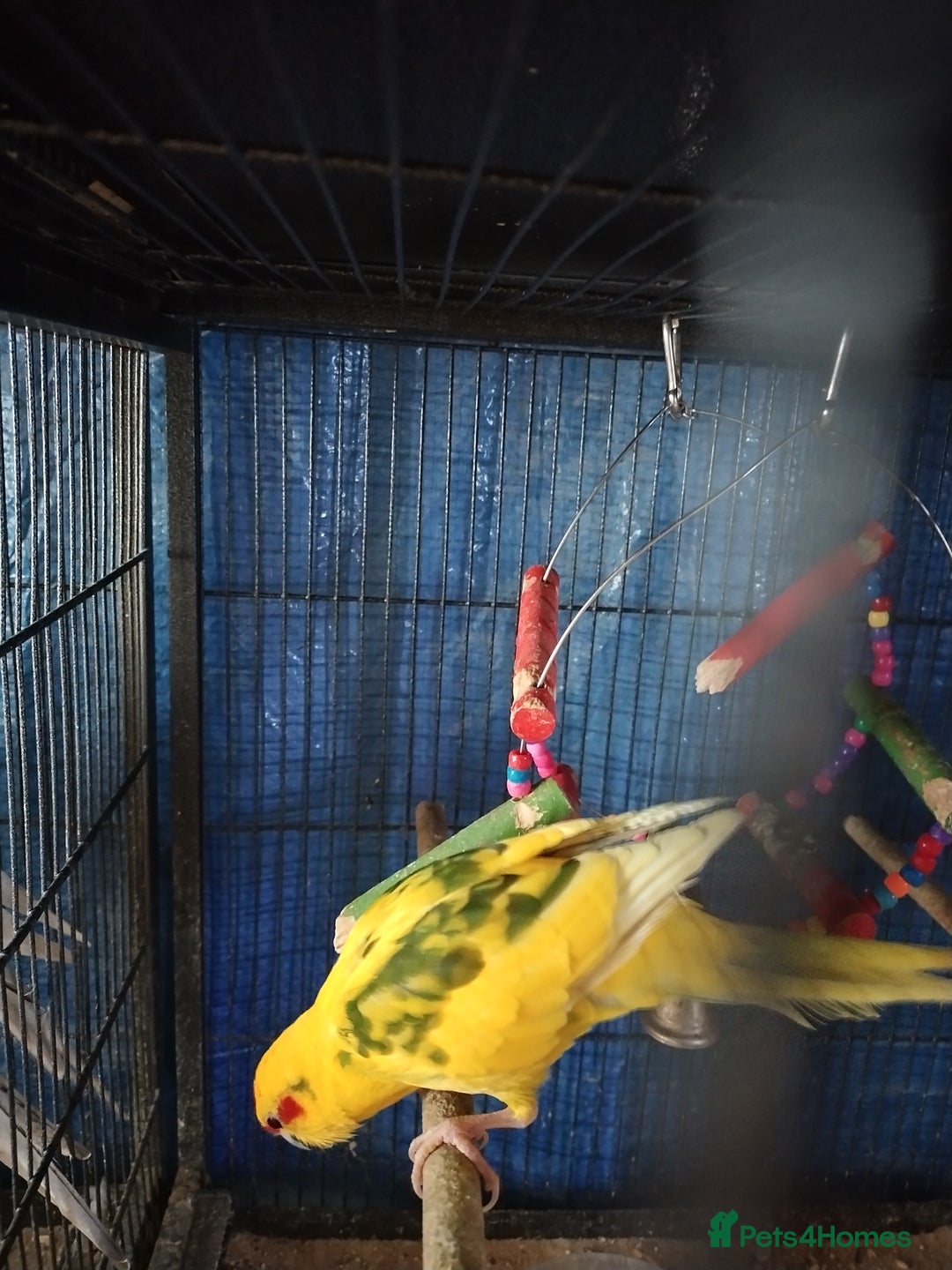 Parakeets birds for sale: For sale  - Image 6