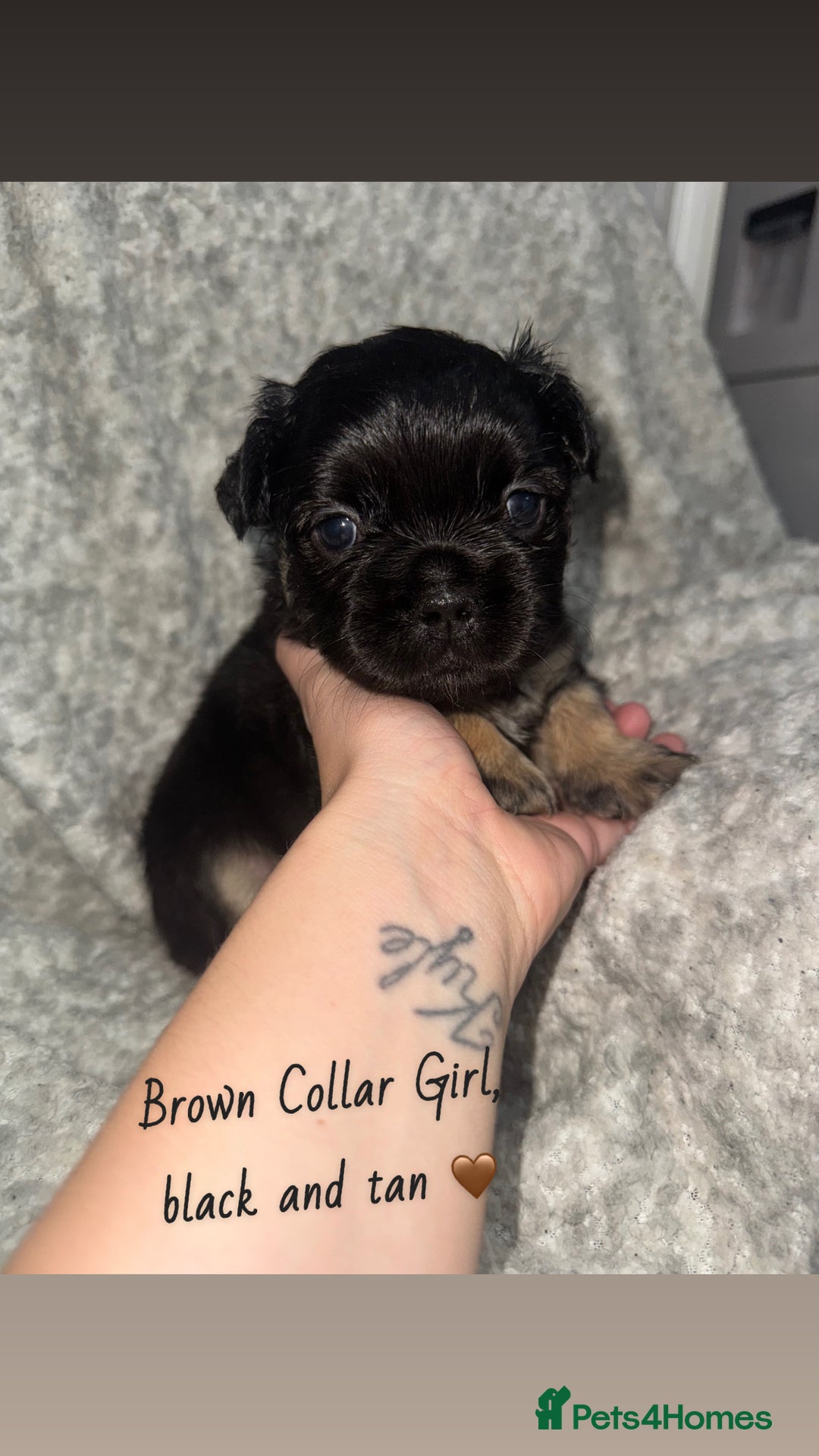 French Bulldog dogs for sale: Visual Fluffy French Bulldog - Image 1
