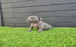 Staffordshire Bull Terrier dogs for sale: Blue Staffordshire Bull Terrier Champion Pups - Image 7