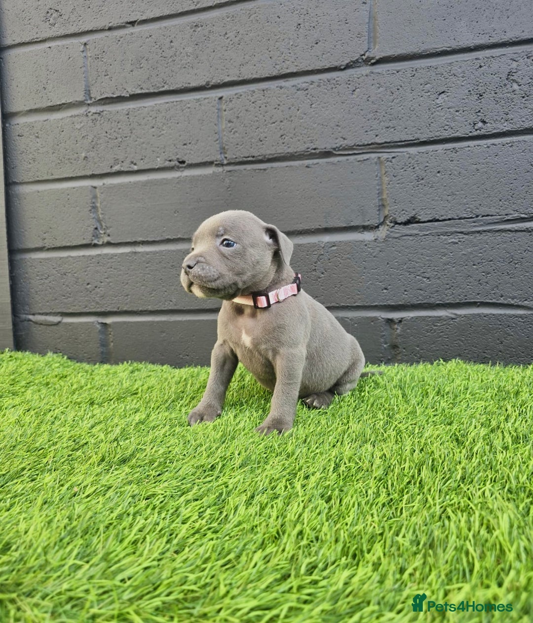 Staffordshire Bull Terrier dogs for sale: Blue Staffordshire Bull Terrier Champion Pups - Image 7