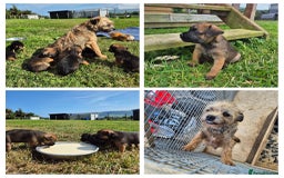 Border Terrier dogs for sale: Border terrier puppies - Image 2