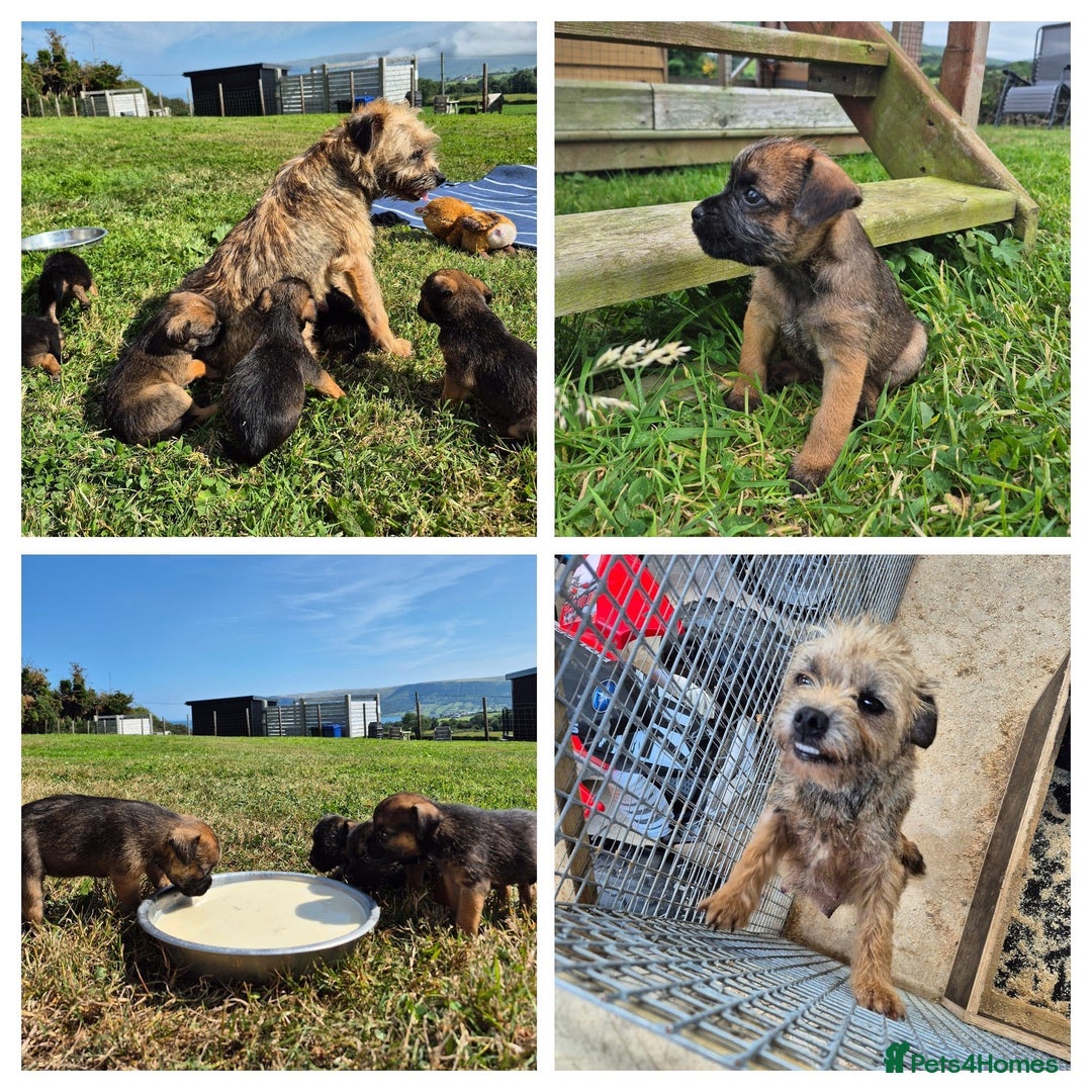 Border Terrier dogs for sale: Border terrier puppies - Image 2