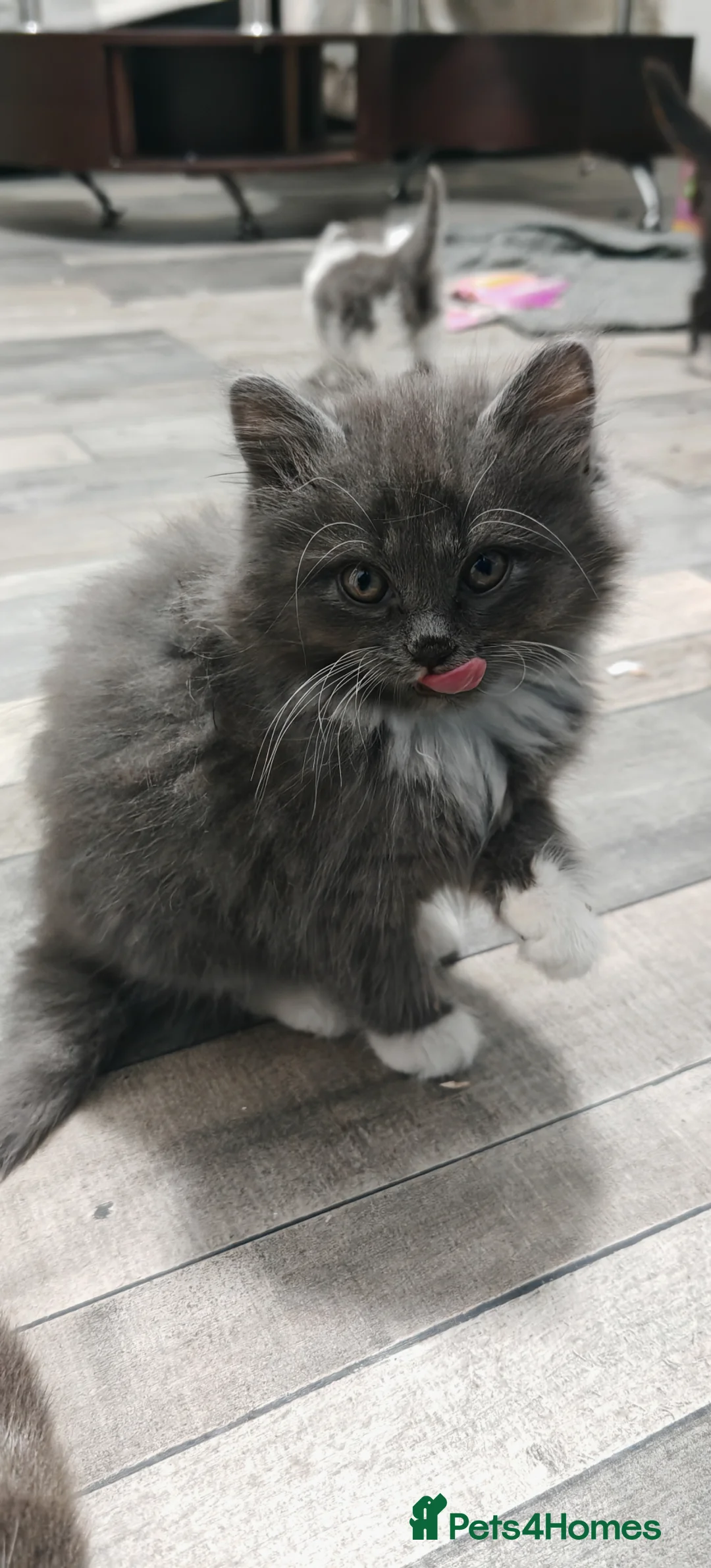 Mixed Breed cats for sale: 🐾 Adorable Persian X Female Kittens For Sale🐾  - Advert 2