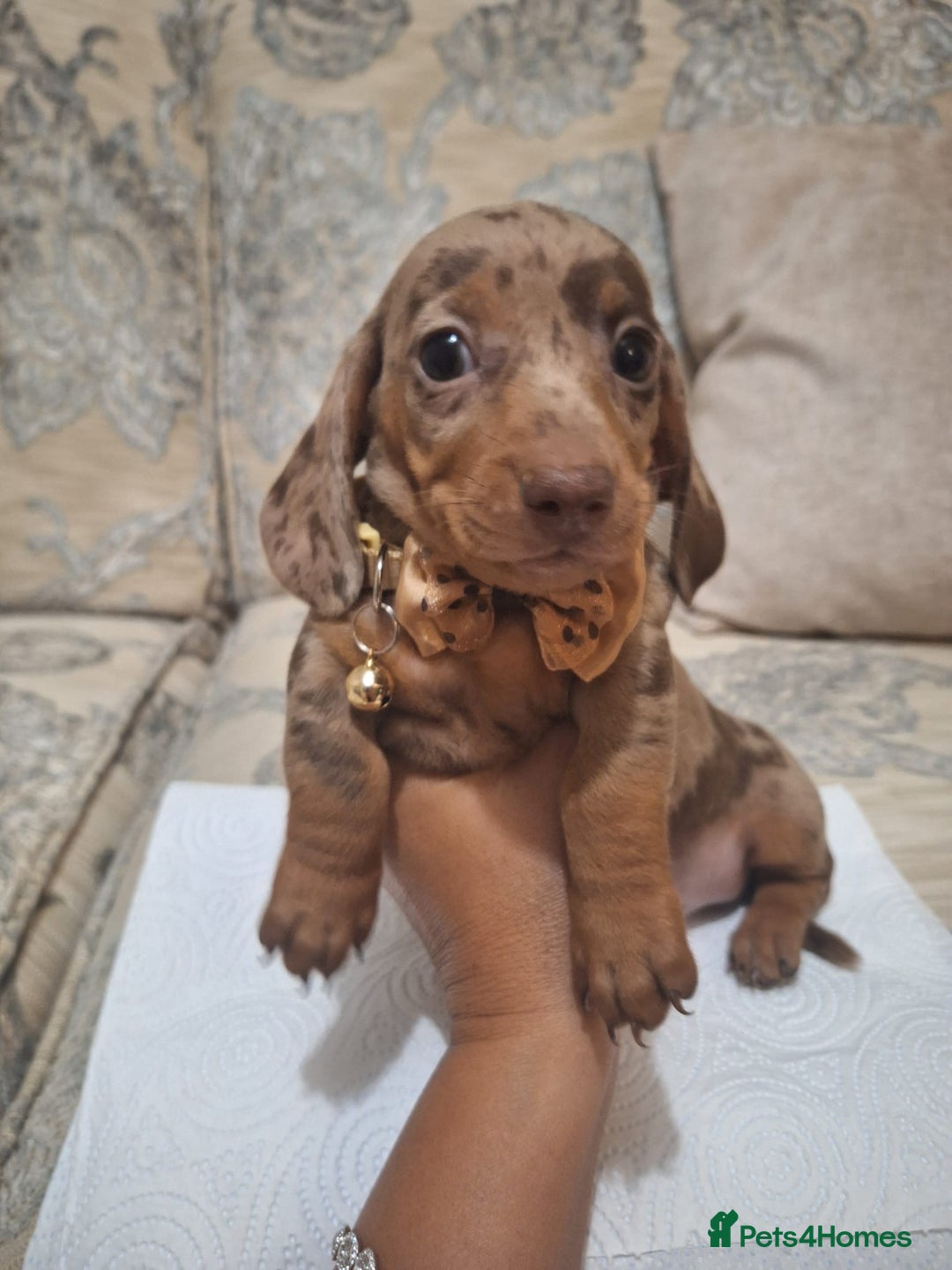 Miniature Dachshund dogs for sale: 5 miniature dachshund - Image 1