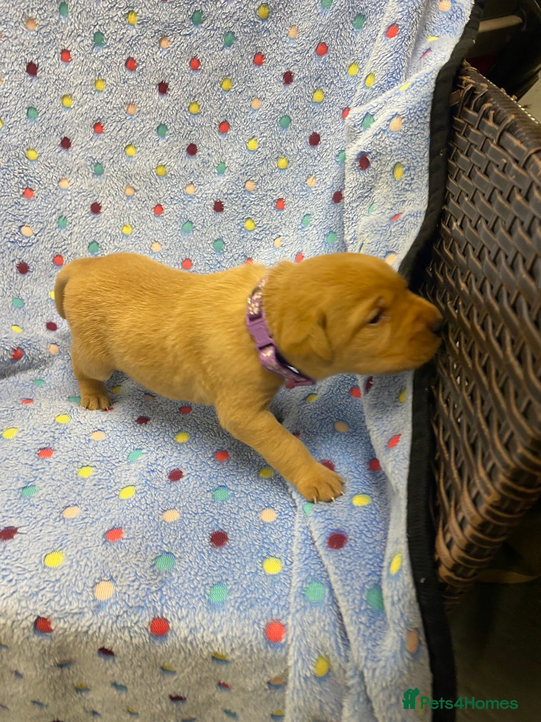 Labrador Retriever dogs for sale: Stunning Litter from working parents KC reg - Image 21