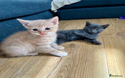 Mixed Breed cats for sale: Beautiful ginger and grey kittens!! - Image 1
