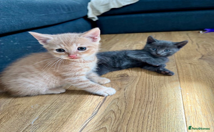 Mixed Breed cats - Advert 16