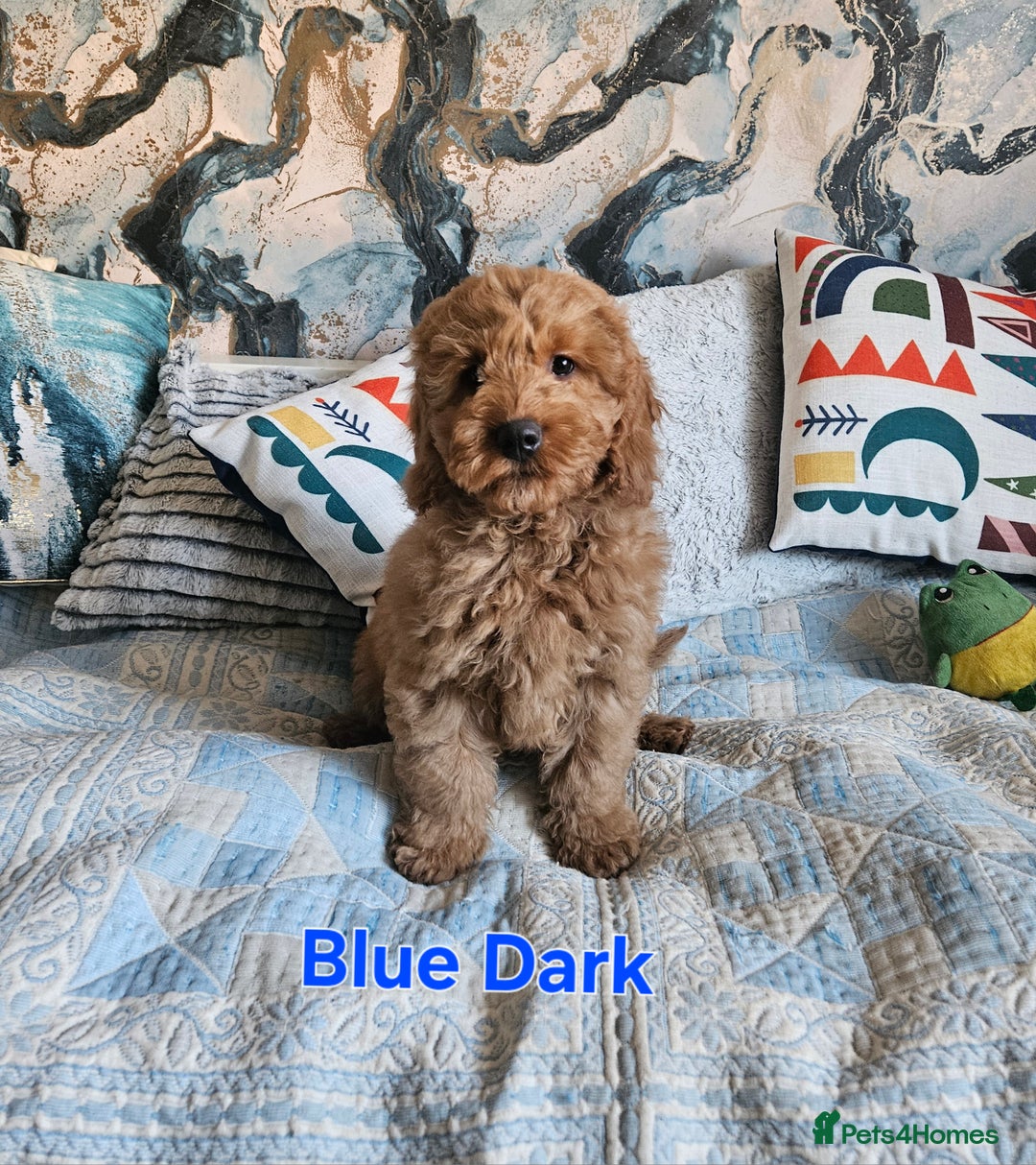 Cockapoo dogs for sale: Cockapoo - Advert 10