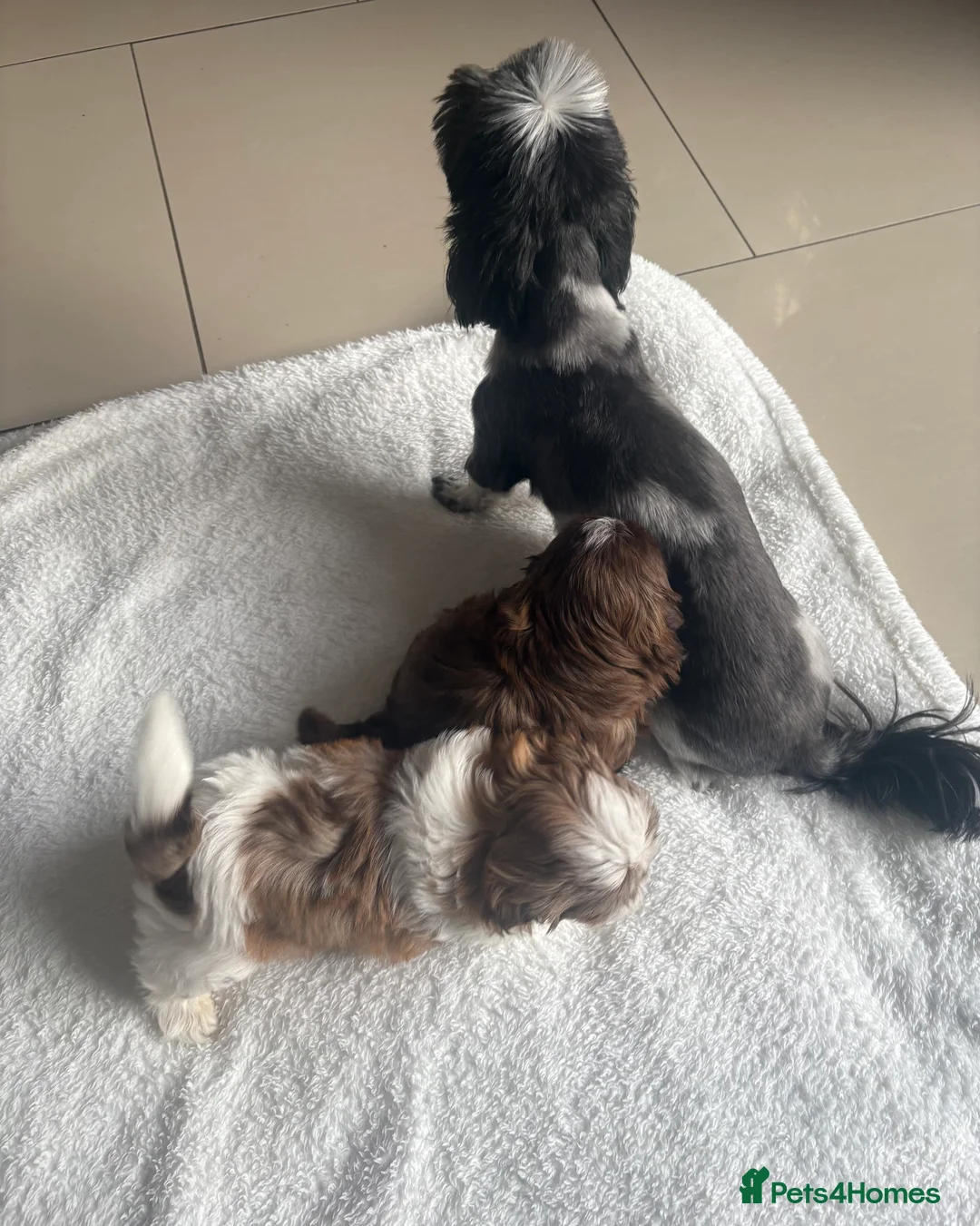 Shih Tzu dogs for sale: 2 Boy Puppies for sale  in Derby - Advert 2