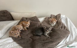 Mixed Breed cats for sale: Beautiful Kittens for sale - Image 38